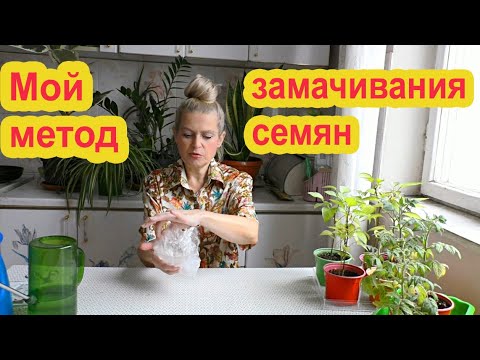 Видео: Замачиваем семена перед посадкой