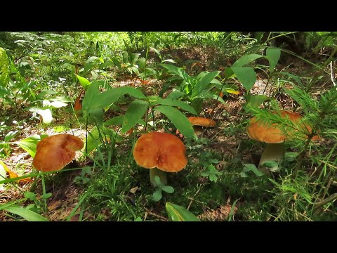 Видео: Праздник белого гриба!  Парад белых грибов.