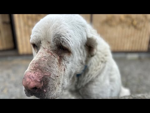 Видео: Алабай Барон собирается в дорогу