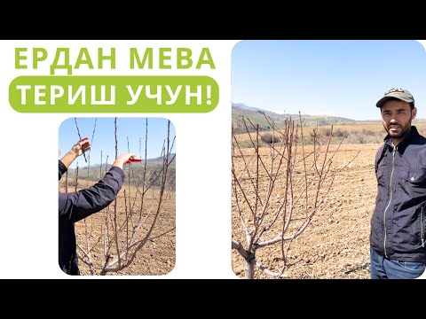 Видео: ЕРДАН МЕВА ТЕРИШ УЧУН ҚАНДАЙ КЕСИШ КЕРАК?