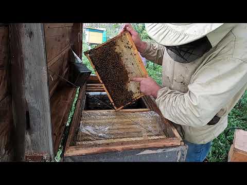 Видео: Які рамки залишати бджолам в зиму