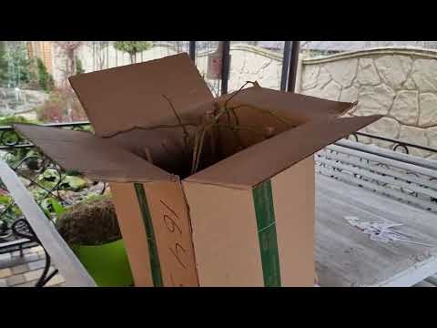 Видео: Розпаковка троянд з садового центру "Мій сад"🌹