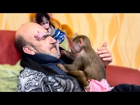 Видео: Степашка уже СПАСАЕТСЯ на папиной голове ОТ ЛЮБВИОБИЛЬНОЙ ЛЮСЬКИ!