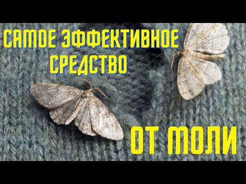 Видео: Самое эффективное средство от моли