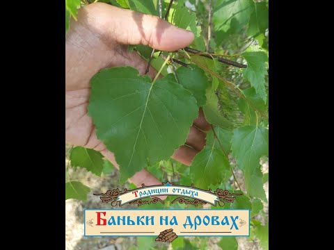 Видео: Банный локус или ложись я покажу. Березовый веник. Фильм 2.