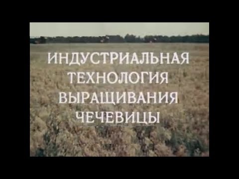 Видео: Технология возделывания чечевицы