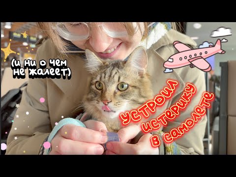 Видео: наш кот летит в Петербург: как это было? (спойлер: очень плохо)