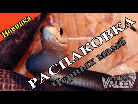 Видео: Распаковка пары черных мамб!))
