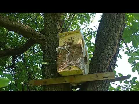 Видео: Акація квітне. Всі ловушки з роями. Чужа ловушка по сусідству.