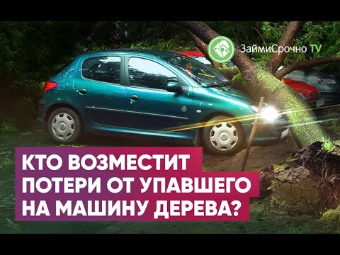 Видео: Дерево упало на машину. Что делать и кто возместит ущерб?