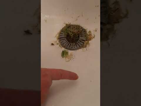 Видео: Обработка мха сфагнум.