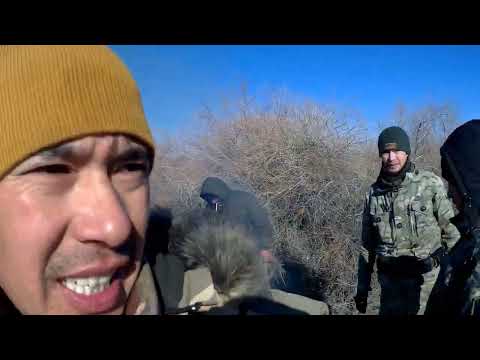 Видео: 2023.ж Қоянға аңшылық.          2023 г. Охота на зайца