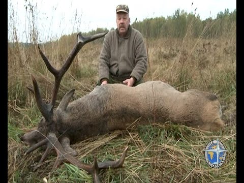 Видео: Охота на благородного Оленя на реву. С подхода (Hunting from approach on a Royal Stag on the roar ).