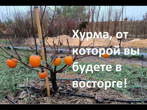 Видео: Бычье Сердце - настоящая восточная хурма.