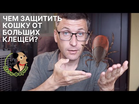 Видео: Чем обработать кошку от клещей? Препараты от клещей для кошки