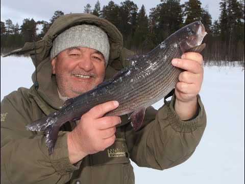 Видео: Зима на Кольском.  Трофейный хариус.