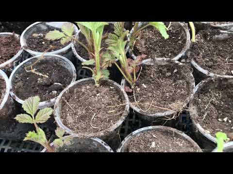 Видео: Малина Пшехиба, размножаем крапивной.
