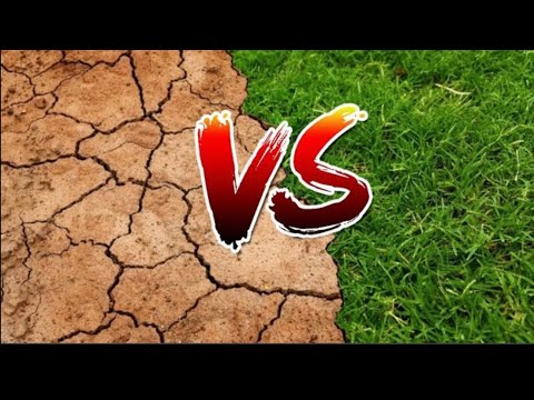 Видео: The Ants. Пустоши, обзор чудес