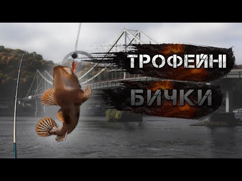 Видео: ✅Ловля Трофейних Бичків на Дніпрі✅