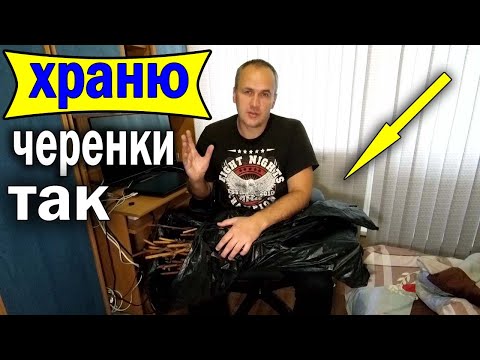Видео: 🔴🔴Простейшее Хранение Черенков Винограда зимой. Виноград.
