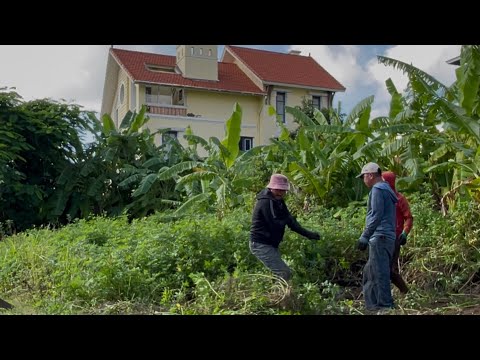 Видео: Невероятный рост растений разрушает тротуар — что мы нашли при уборке.