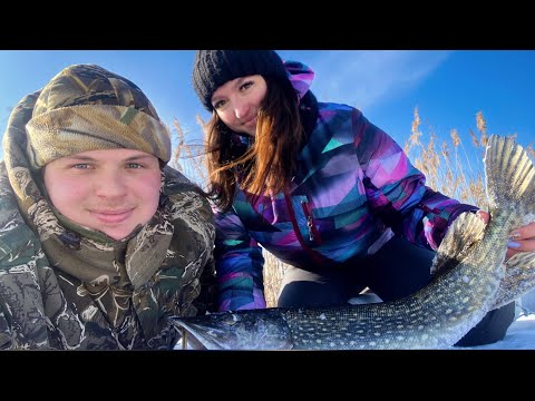 Видео: ЛОВИМ с ЖЕНОЙ ТРОФЕЙНЫХ ЩУК на ЖЕРЛИЦЫ. Готовим ШАУРМУ.