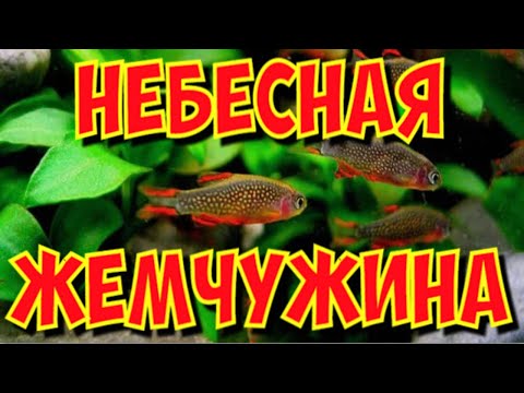 Видео: КАРАНТИН ДЛЯ НОВЫХ РЫБОК.  НЕБЕСНАЯ ЖЕМЧУЖИНА.