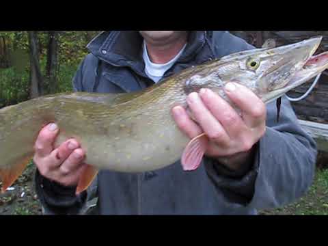 Видео: После известкования пруда щука отнереститься и появятся мальки