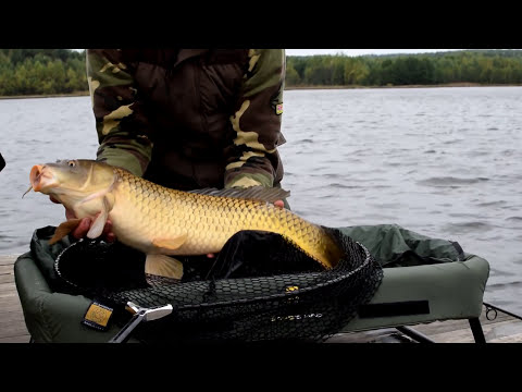 Видео: Ловля карпа поздней осенью