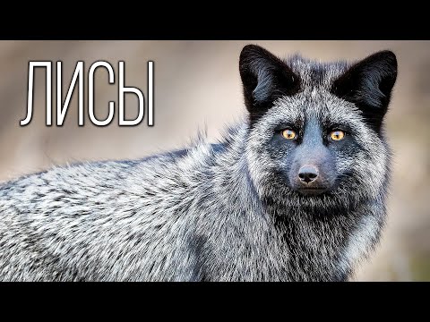 Видео: Лиса: Хитрая Охотница | Интересные факты про лисиц