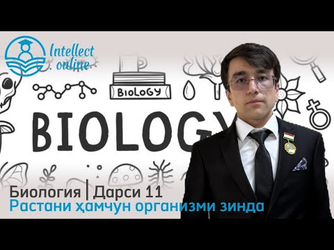 Видео: Биология | Растани ҳамчун организми зинда | Дарси 11