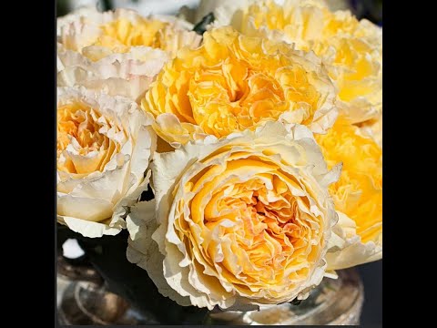 Видео: Роза Beatrice ( Беатрис). Роза Остина. Что в имени твоем ?! Часть 42.