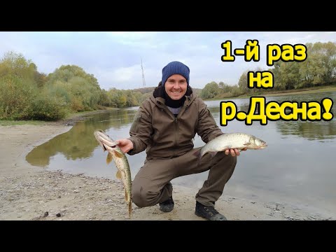 Видео: Рыбалка СПЛАВОМ по реке ДЕСНА! ОСЕННИЙ СПИННИНГ 2020