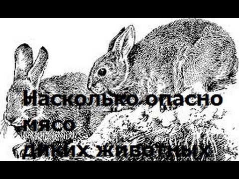 Видео: Насколько опасно мясо диких животных
