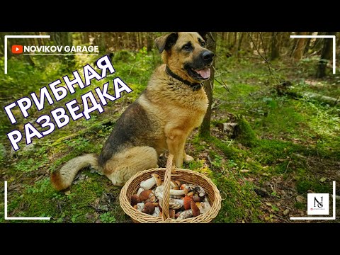 Видео: Грибная разведка 21 августа 2025. Всеволожский район.