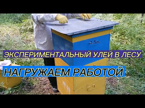Видео: #улей ЭКСПЕРИМЕНТальный в лесу