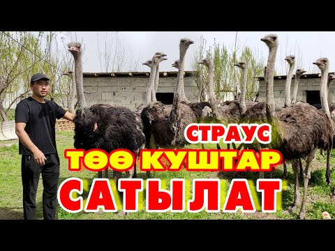 Видео: Оп Па! ТӨӨ КУШТАР келди САТЫЛАТ туугандар