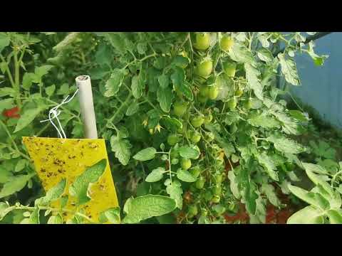 Видео: Вкоренените лози и смокините.