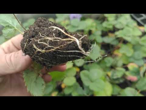 Видео: Этапы посадки клубники на бугры! Обзор рассады Мурано!