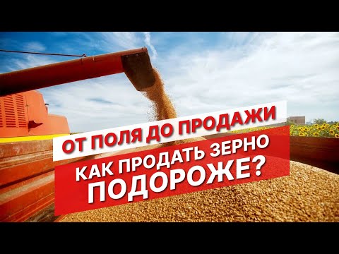 Видео: Низкие цены на зерно. Как продавать зерновые? | Выращивание зерновых | Опыт Август Агро