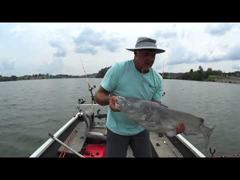 Видео: Лучшая наживка для сома, которую я когда-либо использовал