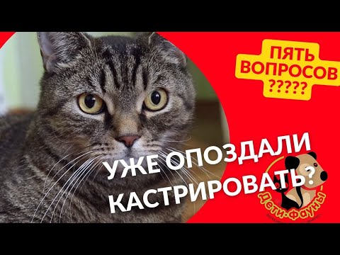 Видео: 5 вопросов о кастрации кота / когда кастрировать кота/ можно сразу вакцинировать?