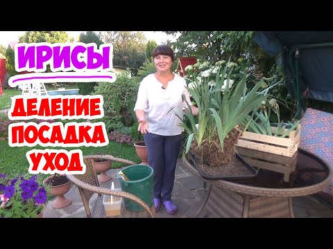 Видео: БОРОДАТЫЕ ИРИСЫ. Посадка, пересадка, деление, обрезка. И все, что надо знать об уходе!