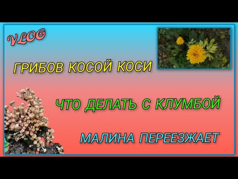 Видео: 🍒VLOG: Грибов хоть косой коси/ Садовые таблички с плохим маркером/ Нужен совет, что делать с клумбой