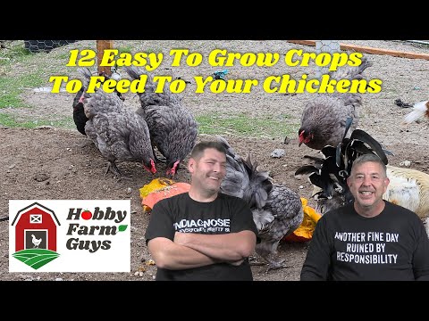 Видео: 12 простых в выращивании культур, которые можно кормить кур [Классический HFG]