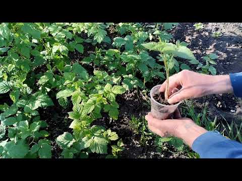 Видео: Малина.Размножение крапивкой.