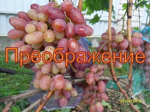 Видео: Виноград Беларуси . Лидчина .Сорт винограда -Преображение  .