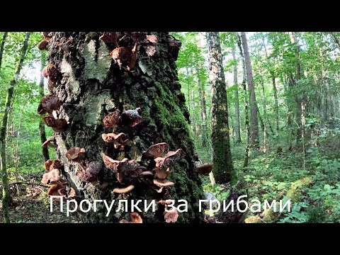 Видео: Прогулки за грибами | Блютуз микрофон.  Осенние опята переростки.