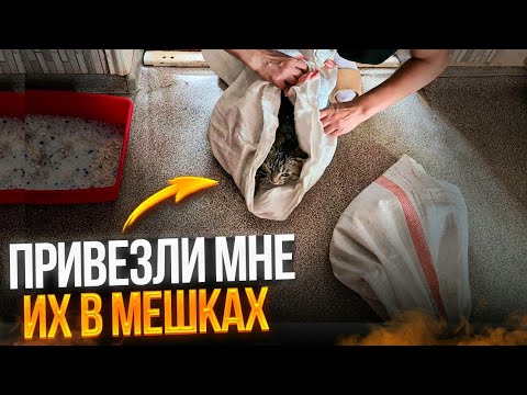 Видео: Их хозяйка хотела отравить за то, что кто то из них съел цыпленка. Разматываем лапку Боне🥺