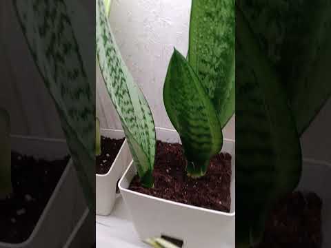 Видео: Сансевиерии обзор спустя три месяца, пополнение коллекции🌿